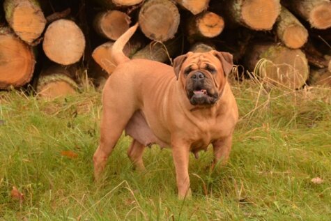 Bulldogman's Haja's Paula