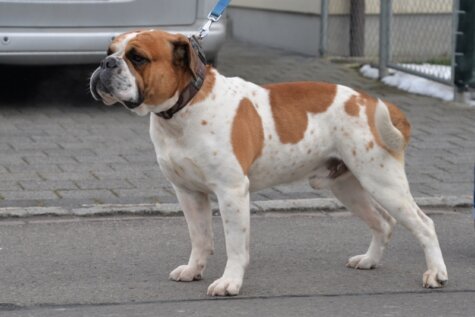 Continental Bulldog Breac-Baggio Chantun da Muntogna