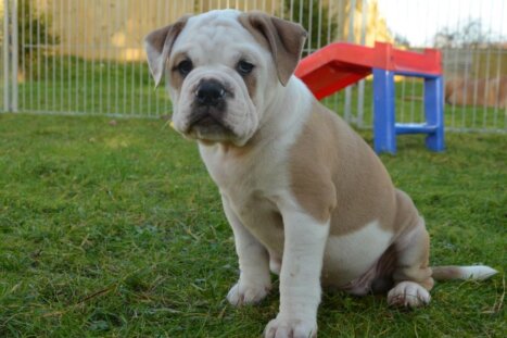 Continental Bulldog Seebklickbulls Isalotta