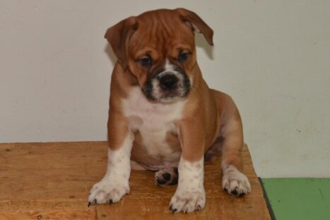 Continental Bulldog Seebklickbulls Indira