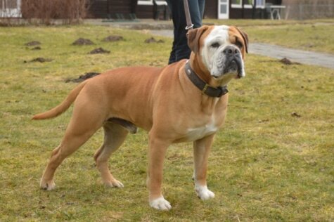Seeblickbulls AL BRUNO