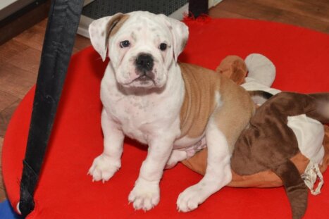 Continental Bulldog Seebklickbulls Jasper Heinz