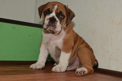 Continental Bulldog Seebklickbulls JupiterJames Junior