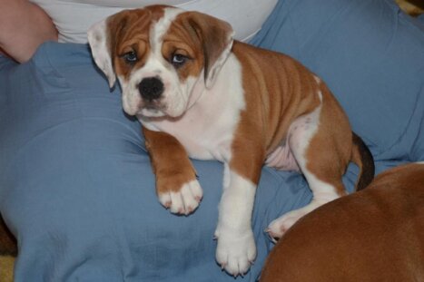 Continental Bulldog Seebklickbulls Josefine