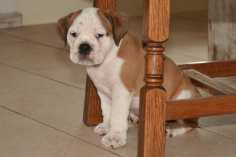 Continental Bulldog Seebklickbulls Jagger