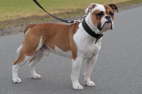 Continental Bulldog Mecklen Bulls George