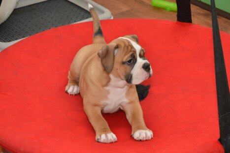 Continental Bulldog Seebklickbulls Kaja