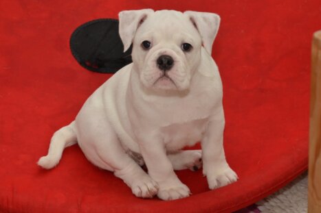 Continental Bulldog Seebklickbulls Kathleen