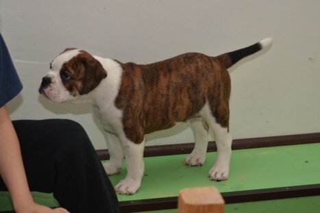 Continental Bulldog Seebklickbulls Kirania