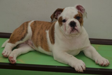 Continental Bulldog Seebklickbulls Klara Sophie