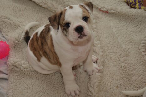 Continental Bulldog Seebklickbulls Klein Bummerl