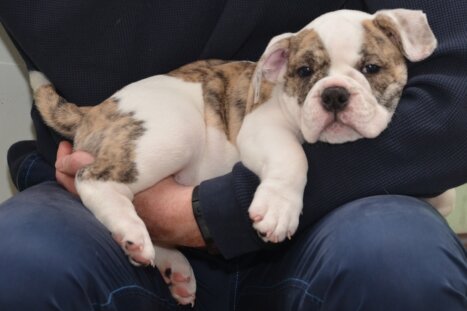 Continental Bulldog Seebklickbulls Klein Milka