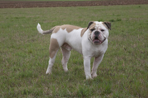 Continental Bulldog Limes Bulldogs Anton