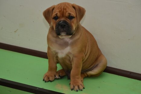 Continental Bulldog Seebklickbulls Leo