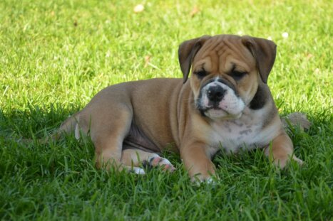 Continental Bulldog Seebklickbulls Leonhard