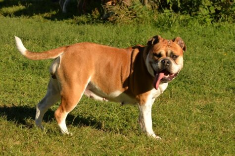 Seeblickbulls Charlotte