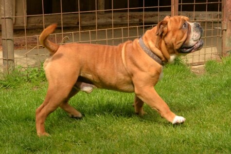 Continental Bulldog Pickwick Urano