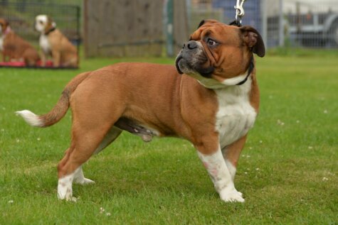 Continental Bulldog Bulldog-Bogeys Lasse