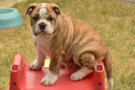 Continental Bulldog Seebklickbulls Mortimer