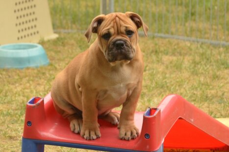  Continental Bulldog Seebklickbulls Miss Molli