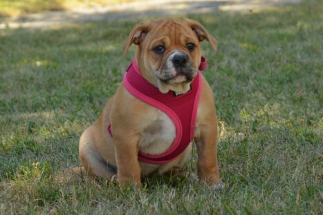 Continental Bulldog Seebklickbulls Melli