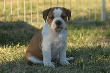 Continental Bulldog Seebklickbulls Naku Saku