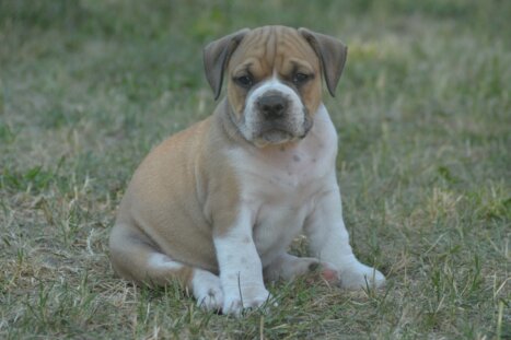 Continental Bulldog Seebklickbulls Nathan