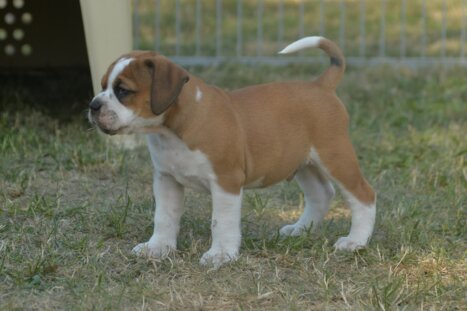 Continental Bulldog Seebklickbulls N. Pöschke