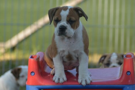 Continental Bulldog Seebklickbulls Nelli