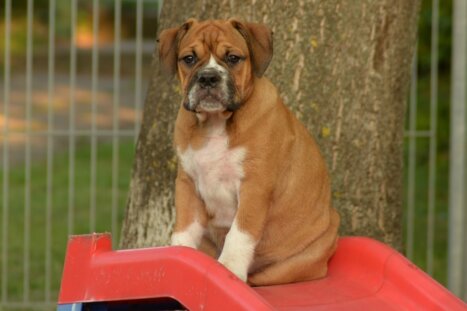 Continental Bulldog Seebklickbulls Nora