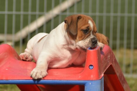 Continental Bulldog Seebklickbulls Nils