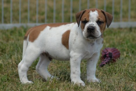 Continental Bulldog Seebklickbulls Nordman Lasseson