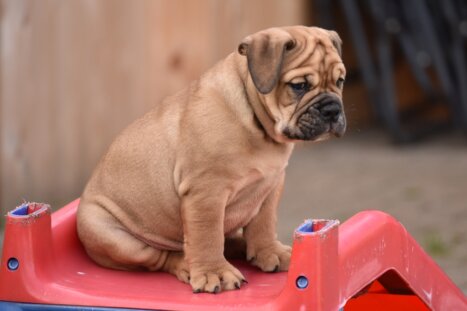 Continental Bulldog Seebklickbulls Odin