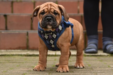 Continental Bulldog Seebklickbulls Olli Don