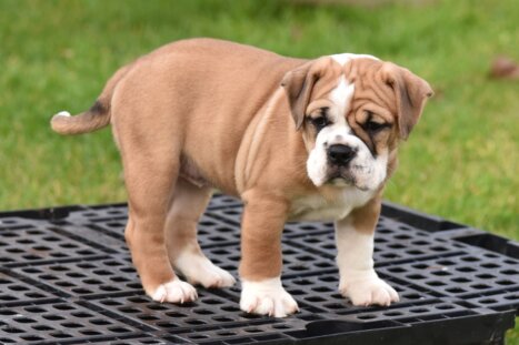 Continental Bulldog Seebklickbulls Oda Orelie