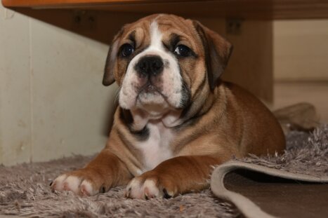 Continental Bulldog Seebklickbulls Oklahoma Kamala