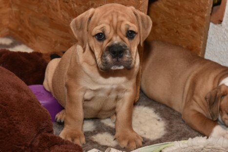 Continental Bulldog Seebklickbulls Olamee Gyda