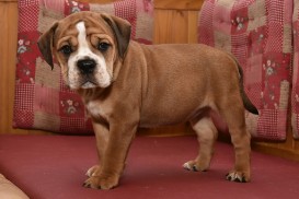 Continental Bulldog Seebklickbulls Othilde