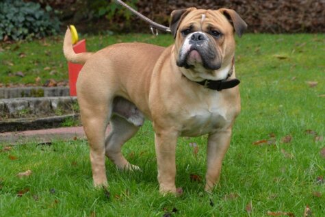 Continental Bulldog Bulldog-Bogeys Mitch