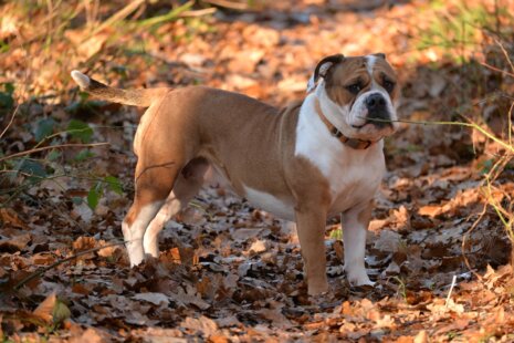 Seeblickbulls Josefine